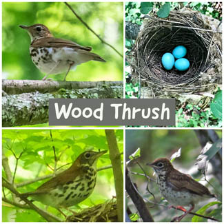 Wood Thrush